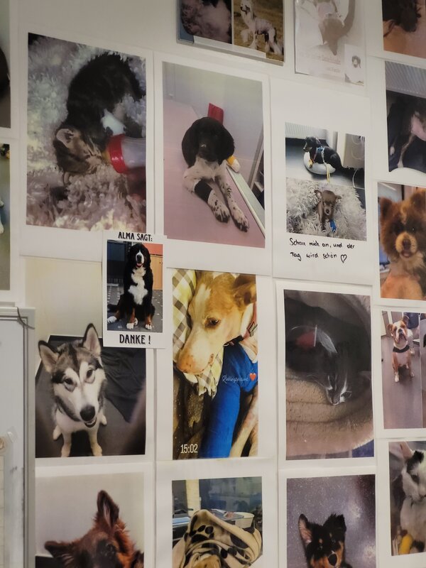 Fotowand mit zahlreichen Bildern von Hunden und anderen Haustieren in einer Tierarztpraxis. Einige Aufnahmen zeigen Tiere während einer Behandlung oder Genesung.