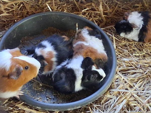 Auf Stroh und in einer Schale sitzen fünf braun-weiße und schwarz-weiße Meerschweinchen.