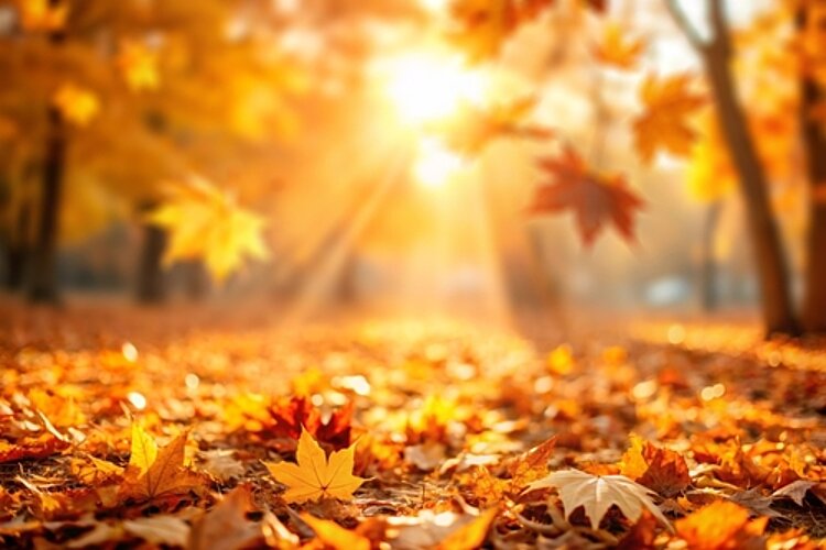 Der Herbst ist da! Sonniger Herbst im Park, viele bunte Blätter liegen auf dem Boden.