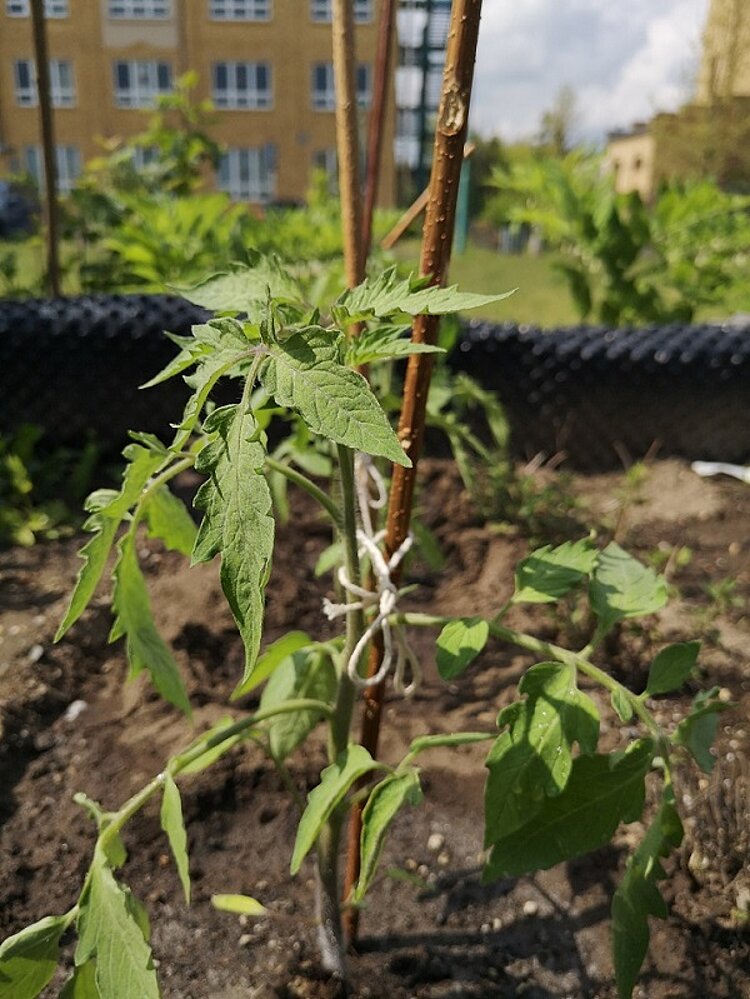 Kulinarische Sommerbriese Kulinarische Sommerbriese