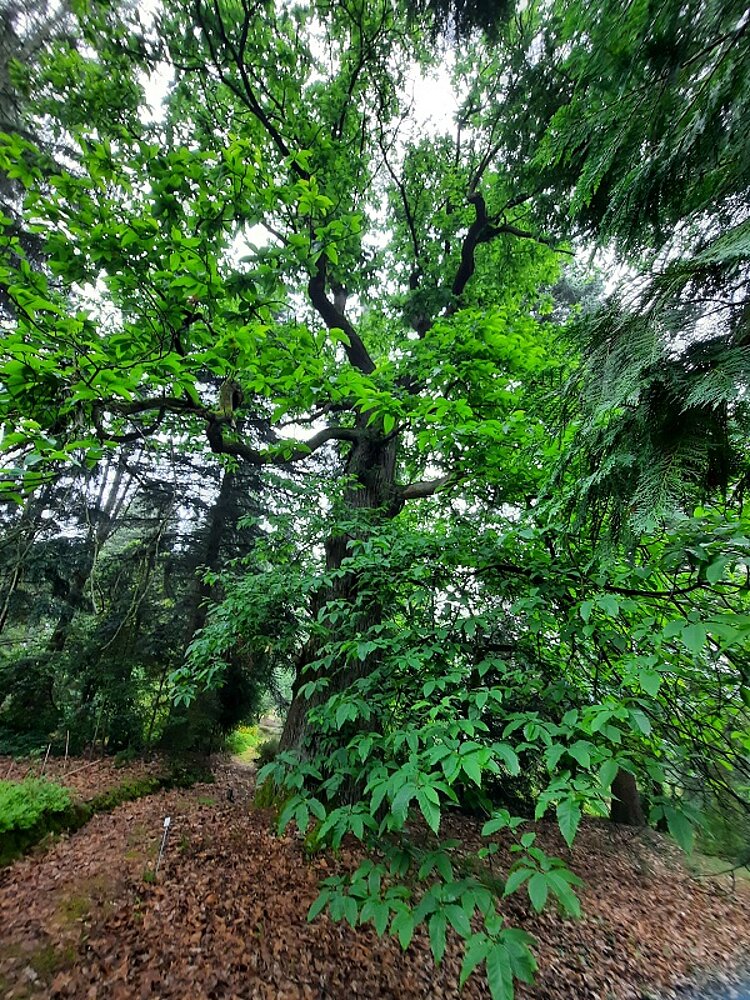 Fachexkursion in den Forstbotanischen Garten Fachexkursion in den Forstbotanischen Garten