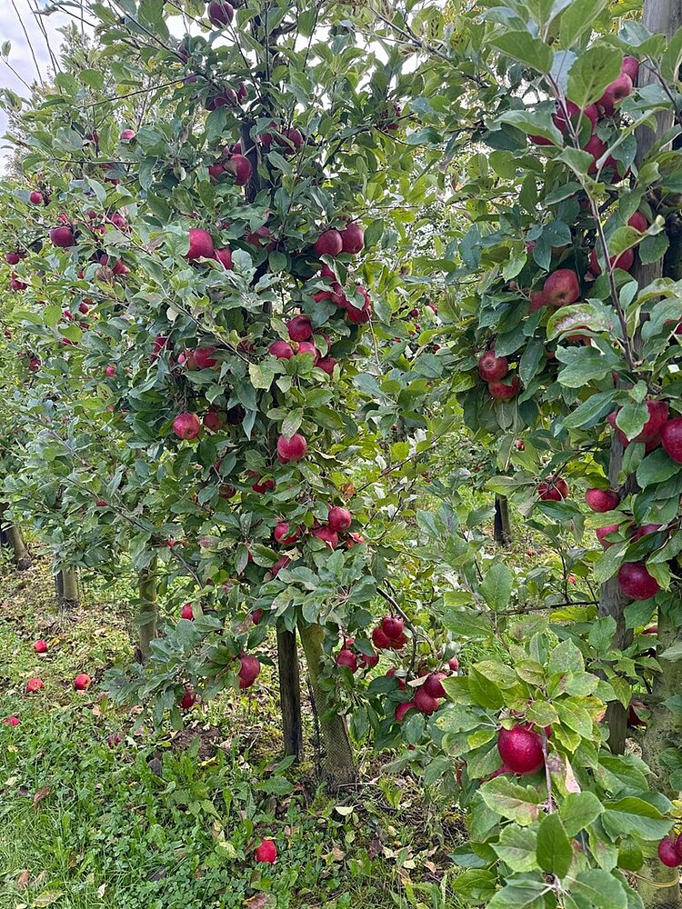 Reife, rote Äpfel hängen an Bäumen und sind bereit für die Ernte.