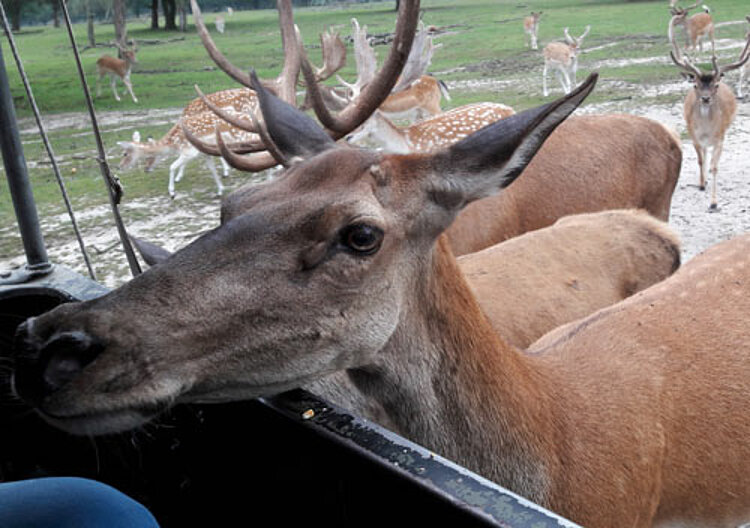 Zwischen Kängurus und Waschbären – Verkäuferklasse auf Safari Zwischen Kängurus und Waschbären – Verkäuferklasse auf Safari
