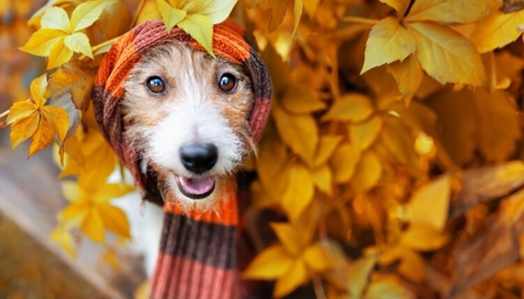 Herbstferien Glücklicher Hund, der in einen warmem Schal gewickelt ist und durch ein herbstlich gefärbtes Gebüsch schaut.