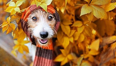 Herbstferien Glücklicher Hund, der in einen warmem Schal gewickelt ist und durch ein herbstlich gefärbtes Gebüsch schaut.