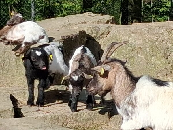 Vier Ziegen auf Felsen in der Sonne.