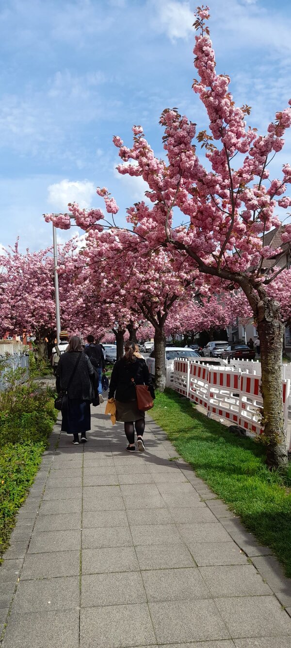 Pink blühende Kirschbäume an einem Gehweg, auf dem eine Gruppe Menschen geht.