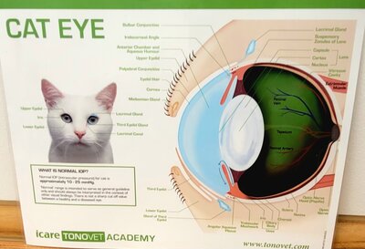 Schaubild zur Anatomie eines Katzenauges mit beschriftetem Querschnitt sowie einer Abbildung des Katzenkopfes. Dargestellt werden unter anderem Linse, Netzhaut, Hornhaut, Tränendrüse und Sehnerv.