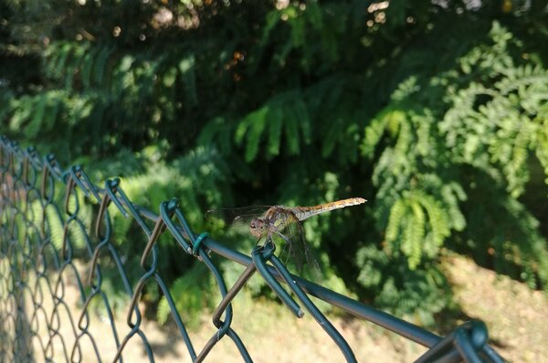 Nahaufnahme einer Libelle, die auf einem Maschendrahtzaun sitzt. Im Hintergrund befindet sich ein Nadelbaum.