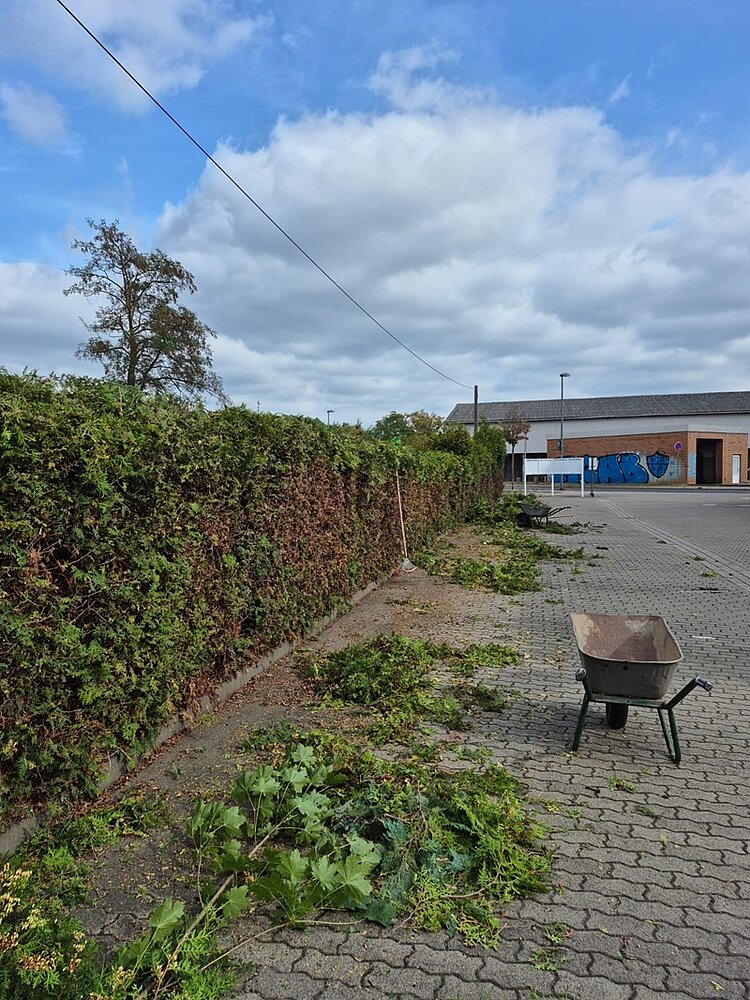 Blick auf die geschnittene Hecke und eine Schubkarre.