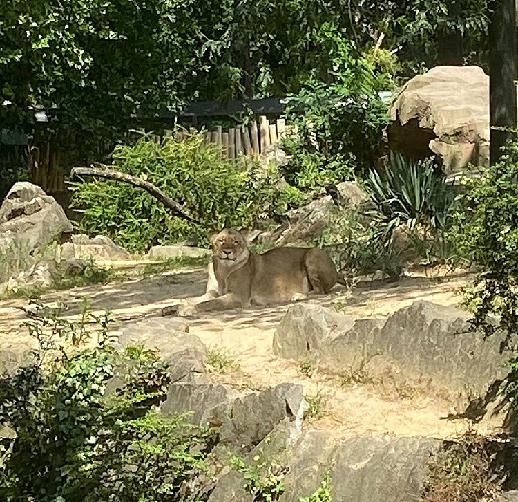 Ausflug in den Zoologischen Garten