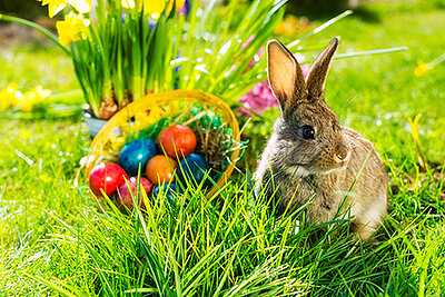 Frohe Ostern! Frohe Ostern!