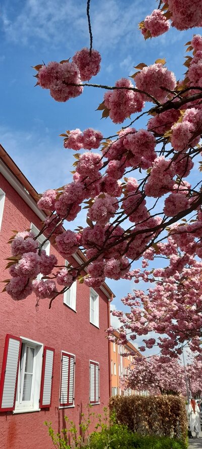 Pink blühende Kirschbäume vor blauem Himmel und einer roten Hauswand.