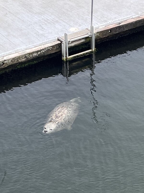Im Wasser am Hafen schwimmt eine Robbe.
