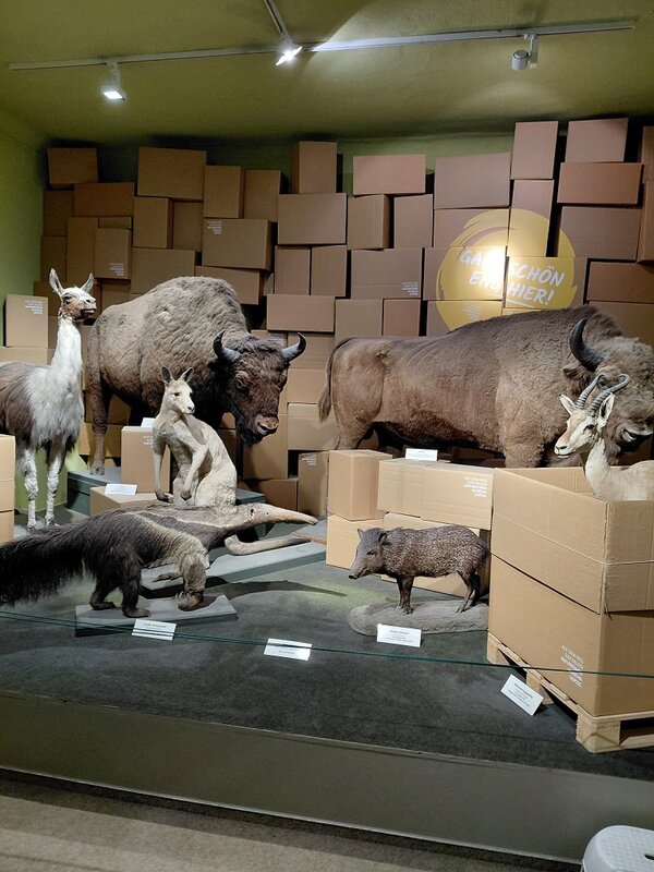 Mehrere präparierte Tiere, darunter ein Bison, ein Yak, ein Lama, ein Wolf und ein Ameisenbär, stehen in einer Vitrine. Die Tiere sind in unterschiedlichen Posen arrangiert. Im Hintergrund stapeln sich zahlreiche braune Kartons bis zur Decke. An der Wand befindet sich ein runder, gelber Aufkleber mit weißer Schrift. Die Szene ist gleichmäßig beleuchtet.