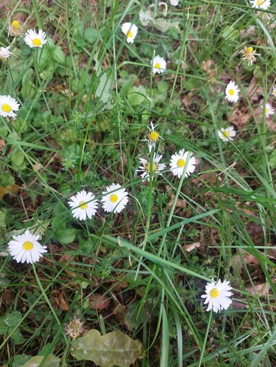 Mehrere weiß-gelbe Gänseblümchen wachsen zwischen grünem Gras und verschiedenen Wildpflanzen. Die Blüten sind geöffnet und gleichmäßig verteilt. Der Boden ist stellenweise mit braunen Blättern bedeckt.