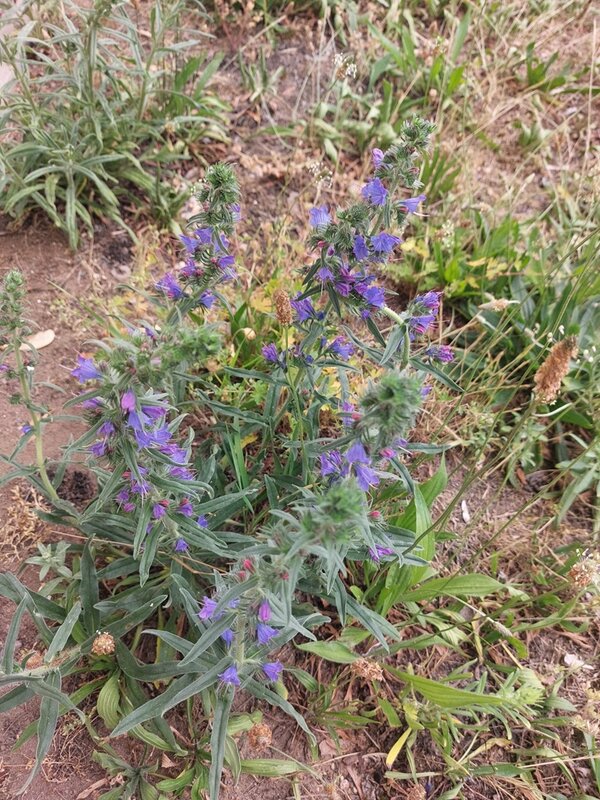 Mehrere Pflanzen mit schmalen, länglichen Blättern und zahlreichen kleinen, violetten Blüten wachsen auf trockenem, teils grasbedecktem Boden. Die Blüten sitzen an aufrechten, behaarten Stängeln. Im Hintergrund sind weitere Gräser und Pflanzen zu sehen.