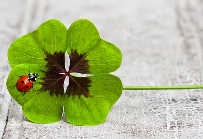 Ein Marienkäfer sitzt auf einem vierblättrigen Kleeblatt.