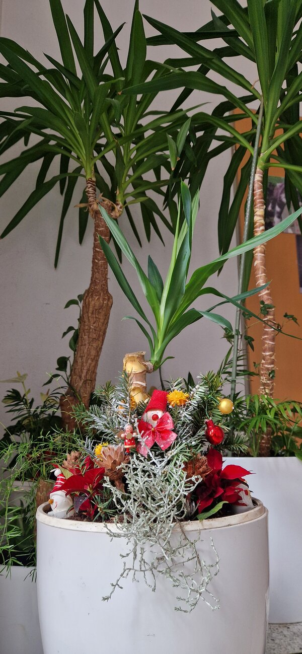Hoher Pflanztopf mit grünen Zimmerpflanzen, davor ein Adventsgesteck aus Tannengrün, Zapfen, roten Blüten und kleinen Weihnachtsfiguren.