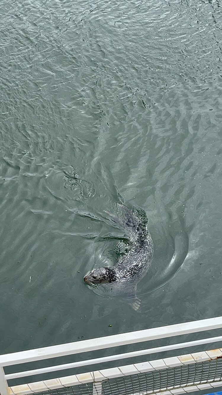 Abschlussfahrt der VK21 an die Ostsee Im Wasser am Hafen schwimmt einer Robbe.