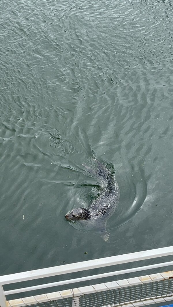 Im Wasser am Hafen schwimmt einer Robbe.