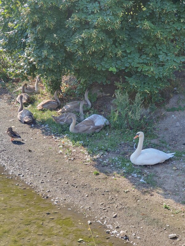 Eine Schwanfamilie sitzt am Ufer eines Flusses unter einem Busch. Es handelt sich um die Mutter mit sieben jungen Schwänen. Daneben läuft eine Ente.