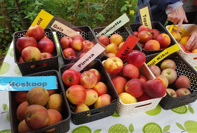 Apfelprojekt: von der Ernte bis zum Verzehr Apfelprojekt: von der Ernte bis zum Verzehr