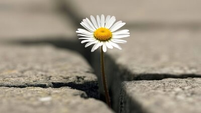 Eine weiße Gänseblume mit gelber Mitte wächst mutig durch einen Riss im asphaltierten Boden, ein Symbol für Hoffnung und Widerstandsfähigkeit.