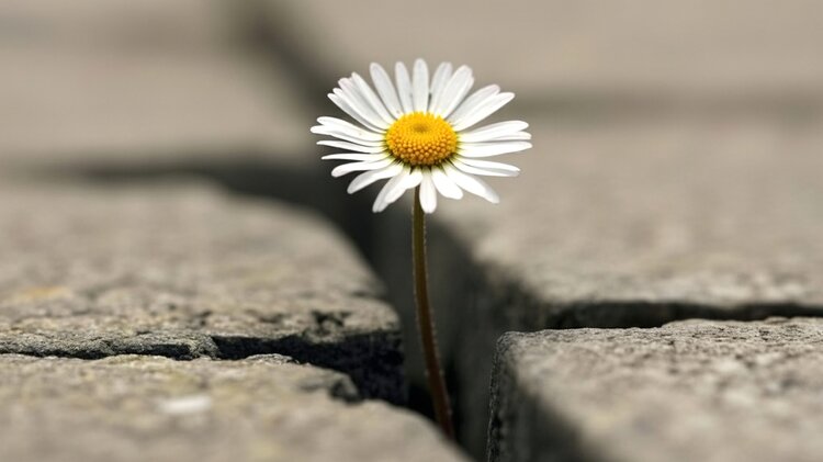 Eine weiße Gänseblume mit gelber Mitte wächst mutig durch einen Riss im asphaltierten Boden, ein Symbol für Hoffnung und Widerstandsfähigkeit.