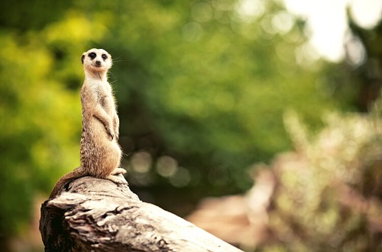 B2-Kurs im Kölner Zoo B2-Kurs im Kölner Zoo