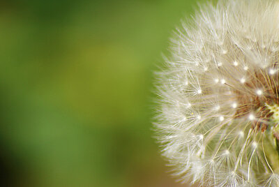 Geschichtsunterricht in KITA Pusteblume Geschichtsunterricht in KITA Pusteblume-1