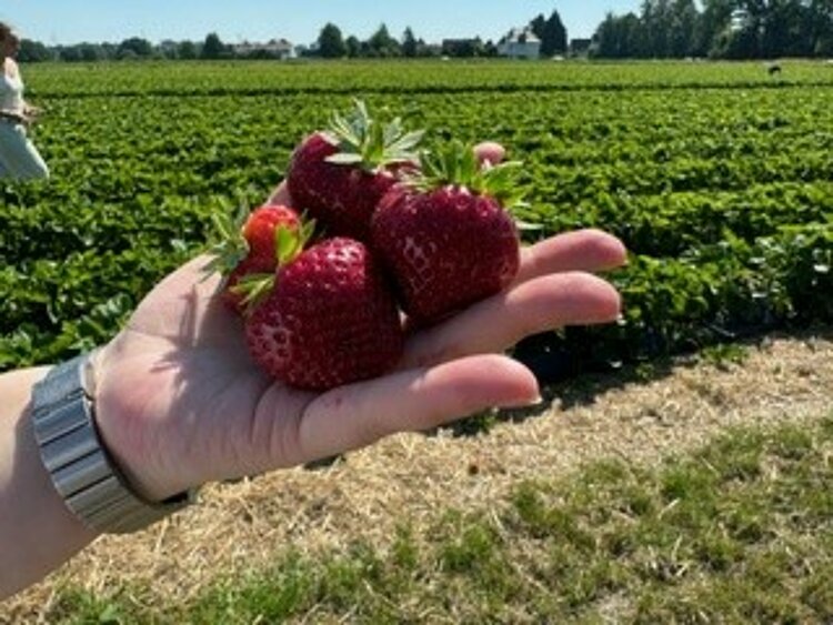 Erdbeeren!!! Erdbeeren!!!