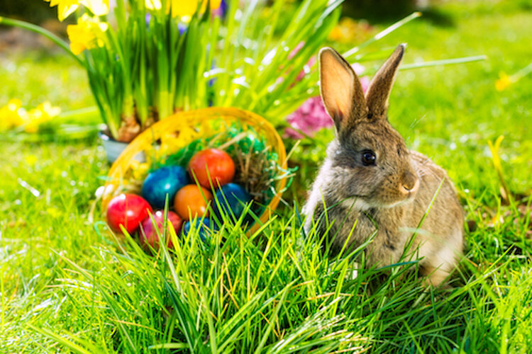 FROHE OSTERN!