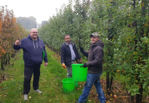 Apfelprojekt: von der Ernte bis zum Verzehr-1