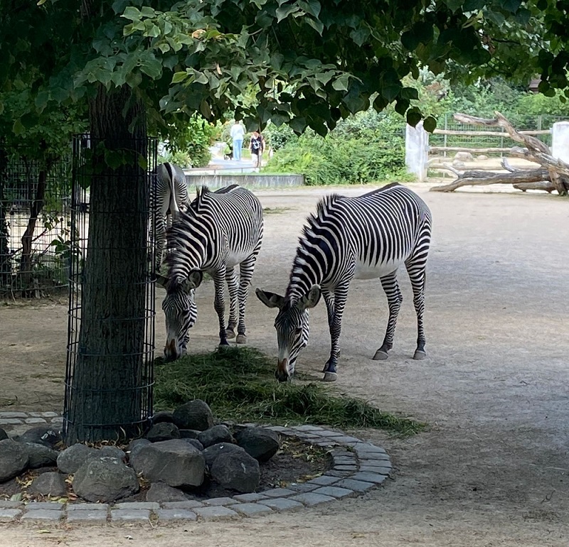 Ausflug in den Zoologischen Garten Ausflug in den Zoologischen Garten-2