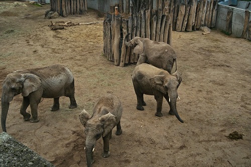 Deutsch lernen beim Zoobesuch Deutsch lernen beim Zoobesuch-5